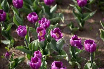 Beautiful purple tulips in a park in nature