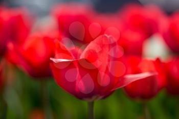 Beautiful red tulips in a park in the nature