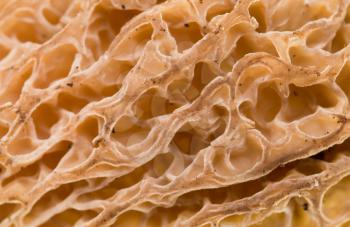 Cap of a mushroom morel as a background. macro