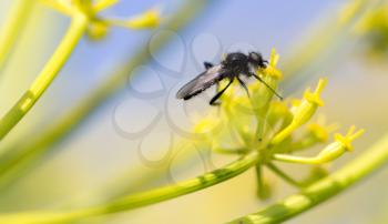Black insect on a yellow flower in nature. macro