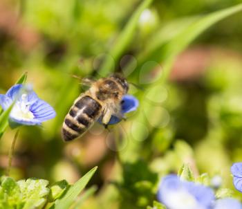 Bee on little blue flowers in nature .