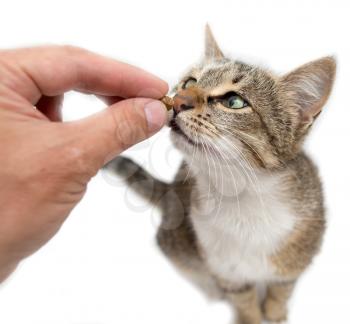 Man is feeding with a cat's hand on a white background .