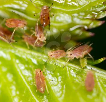 A small aphid on a green plant. macro