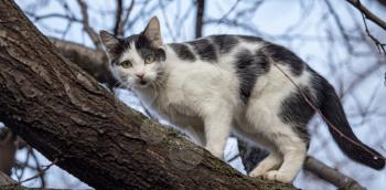 Cat walks on nature in the spring