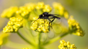 Black insect on a yellow flower in nature. macro