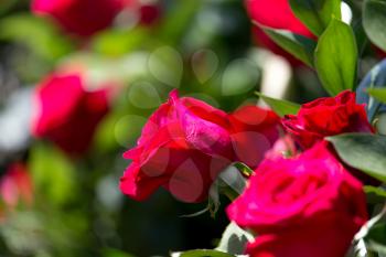 Red roses in a bouquet in the nature
