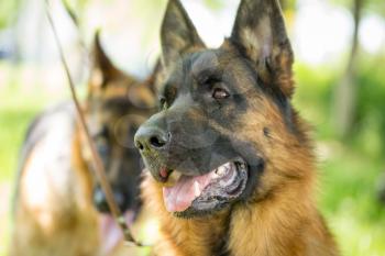 A portrait of a thoroughbred dog in nature .