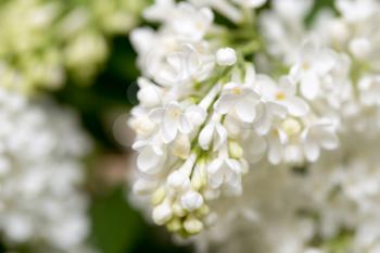 White flowers of lilac on nature. macro