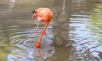 Pink flamingo on a pond in nature .