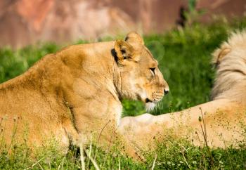 Lioness lies on the grass in the wild .