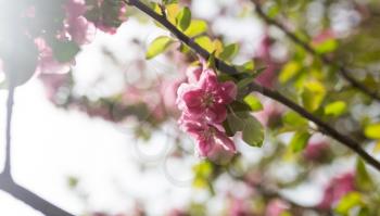 Beautiful red flowers on an apple tree .