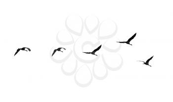 Flock of swans isolated on white background .