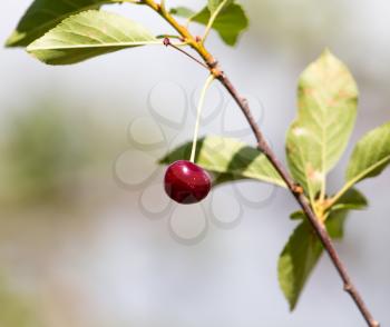 Red ripe cherry on a tree in the nature .