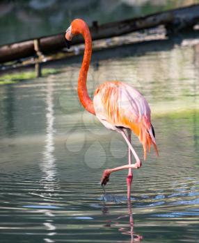 Pink flamingo on a pond in nature .