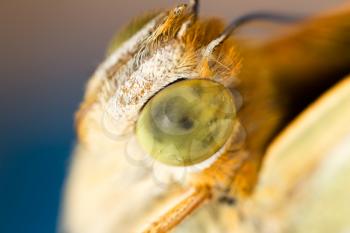 portrait of a butterfly in nature. macro