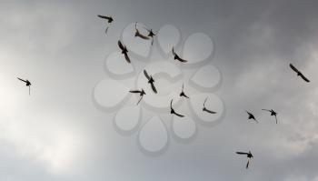 Flock of pigeons against the sky with clouds .