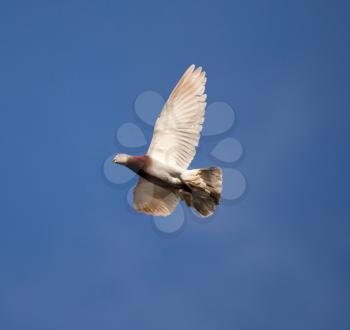 One dove flies against the blue sky .
