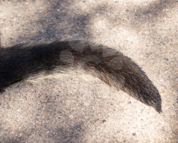 The dog's tail lies on the ground .