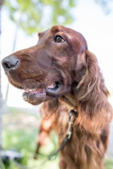 A portrait of a thoroughbred dog in nature .