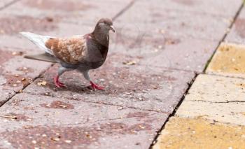 Dove jumping on the sidewalk in the city