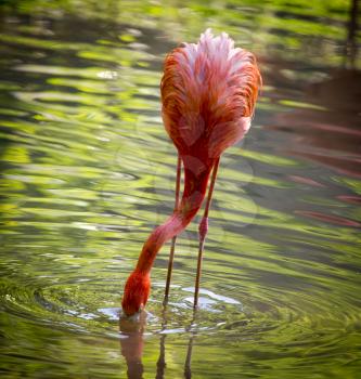 Pink flamingo on a pond in nature .