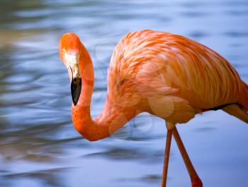 Pink flamingo on a pond in nature .