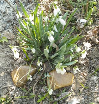 Natural stones - pebbles with white streaks