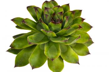 Crassulaceae succulent flower