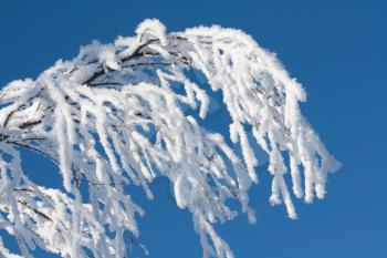 Royalty Free Photo of a Snow Covered Branch