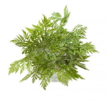 Royalty Free Photo of Green Herbs in a Vase