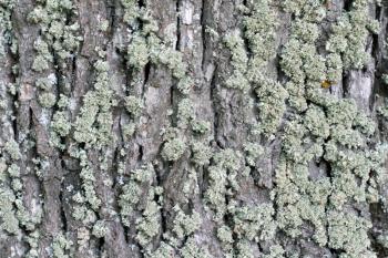Royalty Free Photo of Green Moss on a Tree