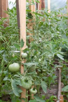 Royalty Free Photo of Tomatoes Being Grown