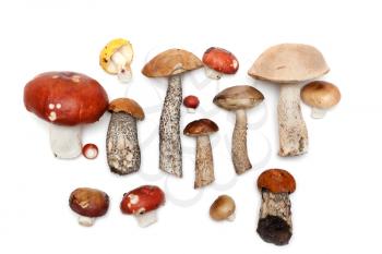 Royalty Free Photo of a Bunch of Mushrooms