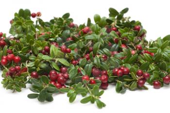 Royalty Free Photo of Branches of Cowberries
