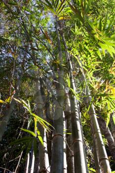 Royalty Free Photo of Bamboo Trees