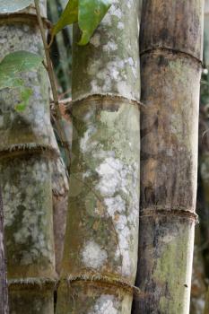 Royalty Free Photo of a Bunch of Bamboo Trees