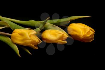 Royalty Free Photo of Yellow Tulips