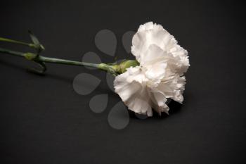 Royalty Free Photo of a White Carnation
