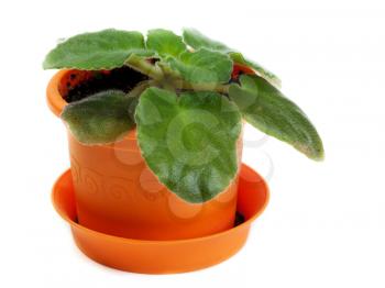 Royalty Free Photo of a Potted Plant