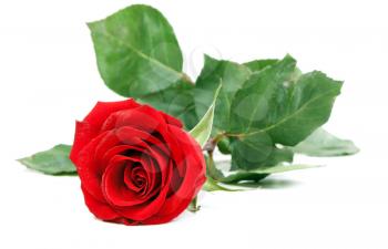 Royalty Free Photo of a Red Rose