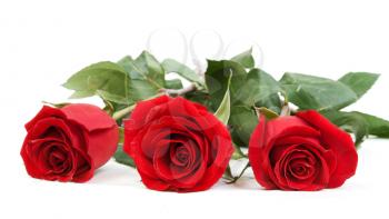 Royalty Free Photo of Red Roses