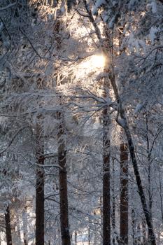 Royalty Free Photo of a Winter Forest