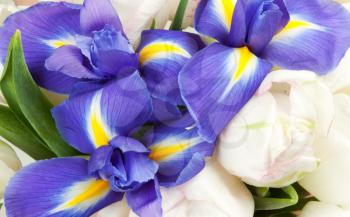Royalty Free Photo of Irises and Tulips