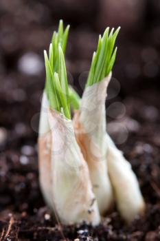 Royalty Free Photo of a Green Sprout