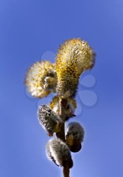Royalty Free Photo of a Willow Branch