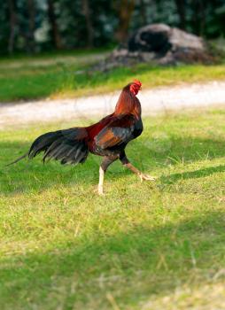 Rooster runs on the green grass with trees
