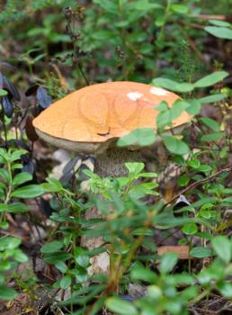Fresh edible mushroom in the bush forest herbs
