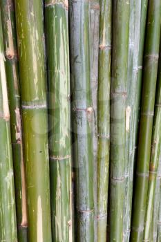 green bamboo stems are horizontal, background