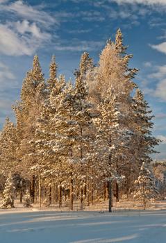 Winter forest landscape on the background of blue sky with clouds