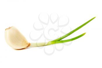 Sprouting garlic clove isolated on white background